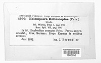 Melampsora euphorbiae image